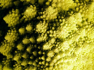 151124-romanesco-04.jpg