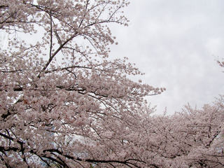 160405-sakura-01.jpg