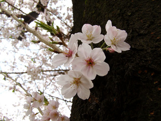 160405-sakura-03.jpg