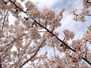 160405-sakura-04.jpg