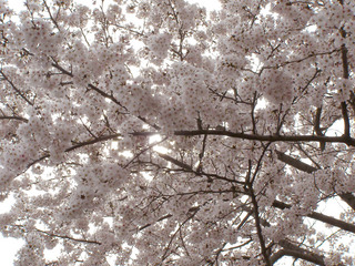 160405-sakura-05.jpg