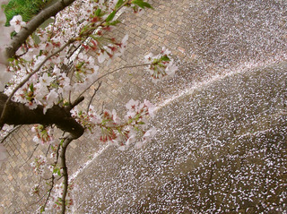 160405-sakura-06.jpg