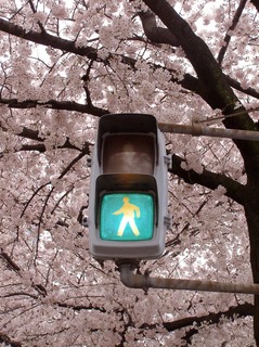 160405-sakura-07.jpg