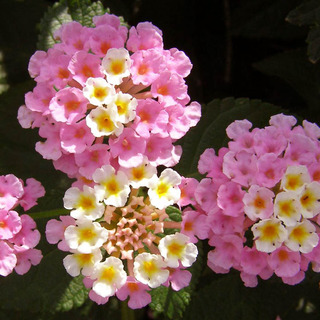 160704-Lantana-01.jpg