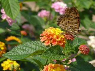 160704-Lantana-02.jpg