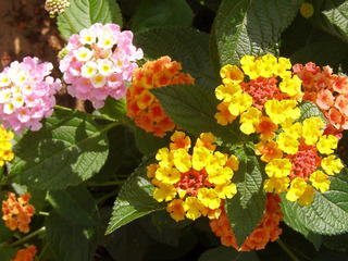 160704-Lantana-03.jpg
