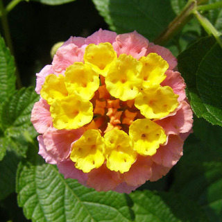160704-Lantana-04.jpg