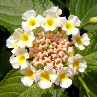160704-Lantana-05.jpg