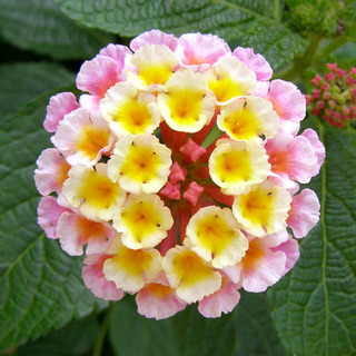160704-Lantana-06.jpg