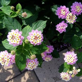 160704-Lantana-07.jpg