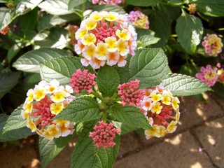 160704-Lantana-08.jpg