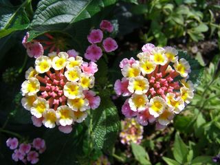 160704-Lantana-09.jpg