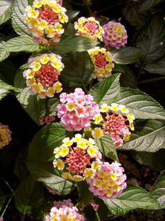 160704-Lantana-10.jpg