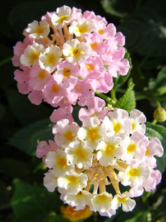 160704-Lantana-11.jpg