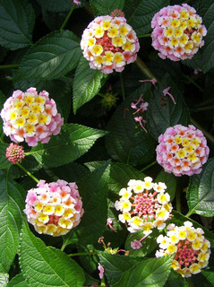 160704-Lantana-12.jpg