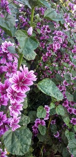 220423_sumaho_0474.JPG