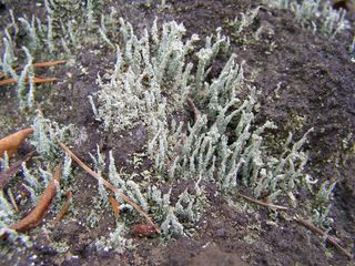 P1010009.jpg