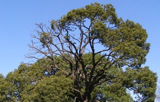 P3050003_2.jpg
