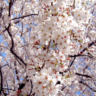 sakuraP4020041.jpg