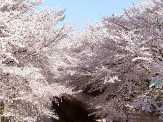 sakuraP4020062.jpg