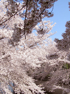 sakuraP4020066.jpg