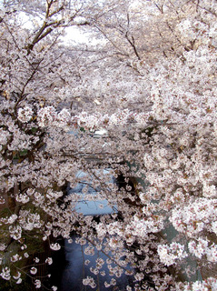 sakuraP4020212.jpg